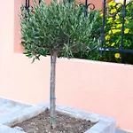 Socrates Apartamento Olympiakí Aktí
