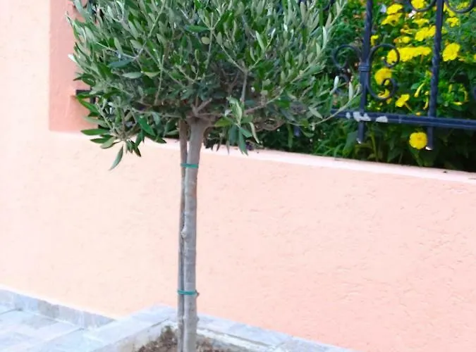 Socrates Lejlighed Olympiakí Aktí